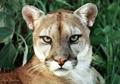 Cougar Head