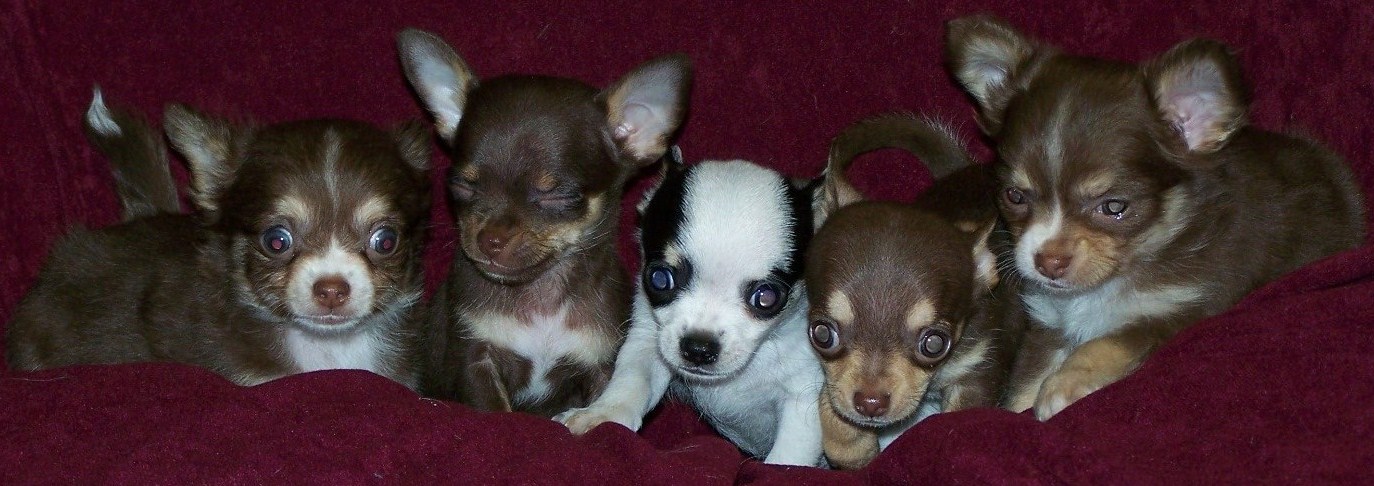 pups