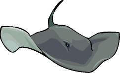 stingray