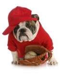 Bulldog BB