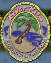 river palm