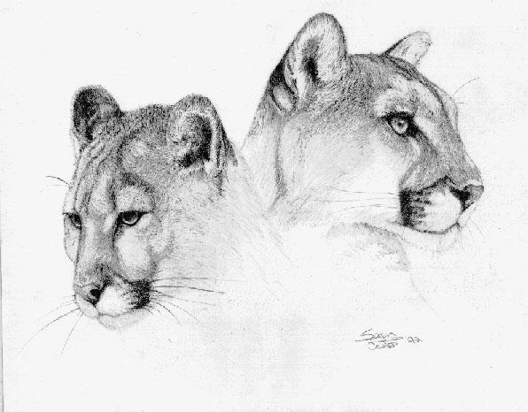 Lady Cougars