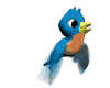 bird