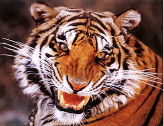 tiger2
