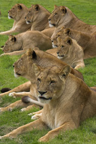 lionpride04.jpg