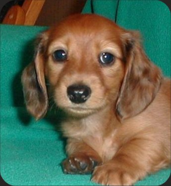 puppy