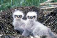 eaglets