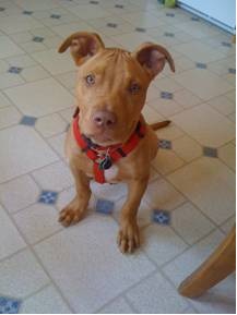 Earl the Pit Bull