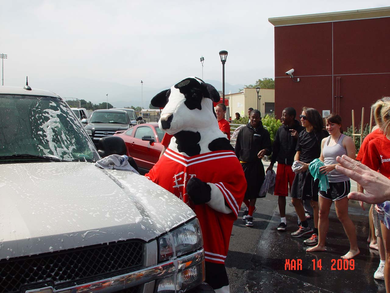 Car Wash Cow