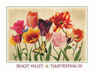 Tulip Poster