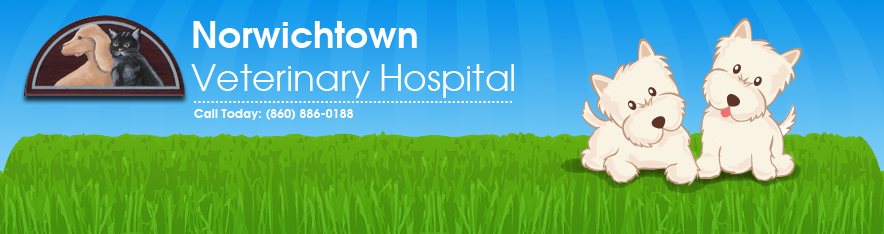 Norwichtown Vet