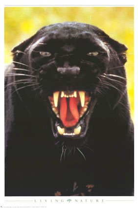 Panther