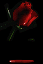 TearRose
