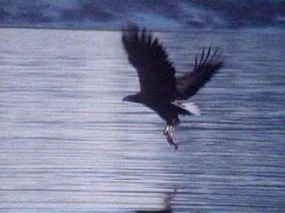 EAGLE