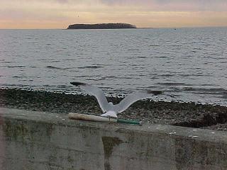 ShullteGull2