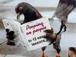 birdpoop