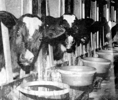cow trough