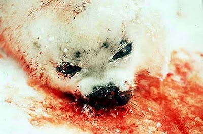 baby seal