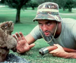 woodchuck