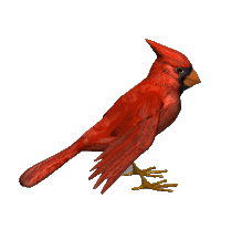 lone Cardinal