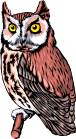 OwlsBanner