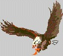 Exeter Seahawks