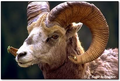 bighorn