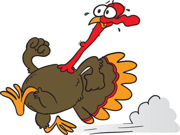 Image result for turkey running