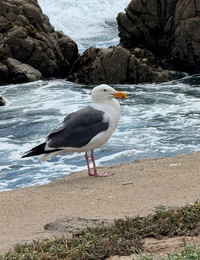 Pacific Grove City - 13.1