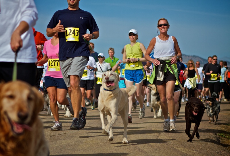 Image result for dog 5k