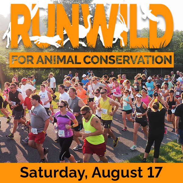 Lehigh Valley Zoo Run Wild for Wildlife Conservation 5k and 10k Beast - SCHNECKSVILLE, PA 2019